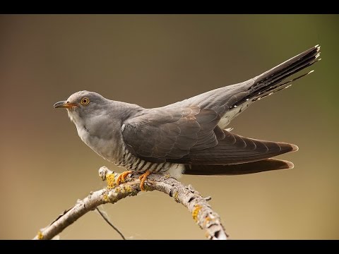VLASTIMIR ZURKIC - KANTA KUKULJE.