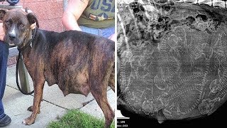 Pregnant pitbull refuses to give birth: After 1 look at the ultrasound the vet understands why