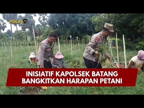 PRESISI UPDATE : INISIATIF KAPOLSEK BATANG BANGKITKAN HARAPAN PETANI 25/01/2026 (16.00)