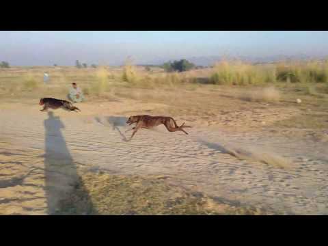 Leemac gryhound vs Gori greyhound Test Race | Pakistan