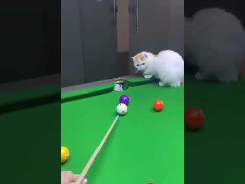 Videos Graciosos Gatos y Perros - Videos of Funny Cats And Dogs