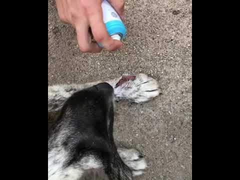 Spraying an open cut wound on dogs leg