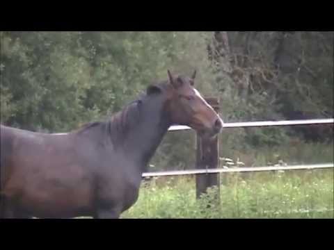 2014-09-02 Stute von Bretton Woods