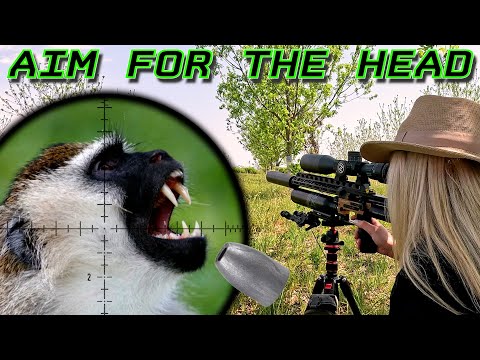 Aim for the head | Culling Problem Monkeys | FX Impact M4 Extended | 34gr VCA Hunter Slugs | Pests