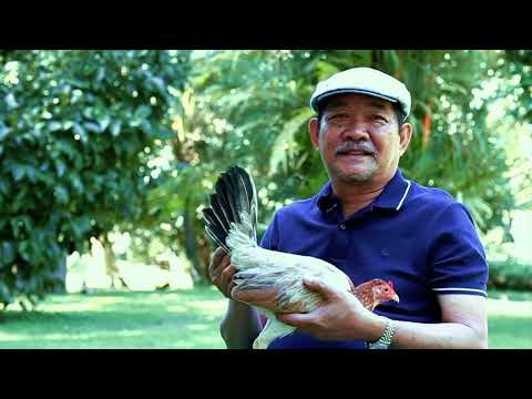 Paanu pumili ng pullet for breeding by idol lancey dela torre credit to idol lancey dela torre