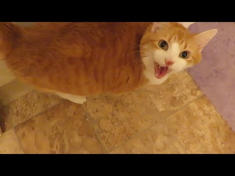 Meowing Cat Wants Into Closed Off Room