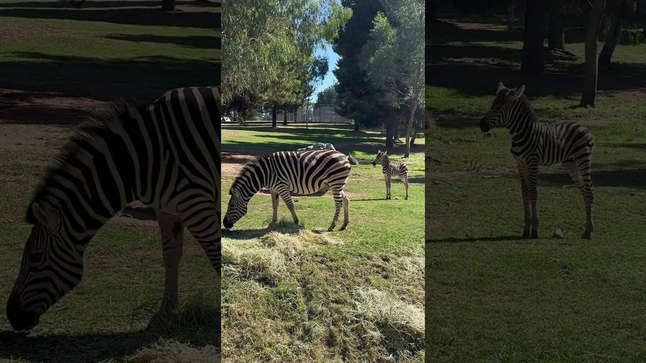 YouTube Short thumbnail