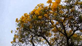 preview picture of video 'Tabebuia Tree - Blooming Yellow Flowers - Greenacres, FL'