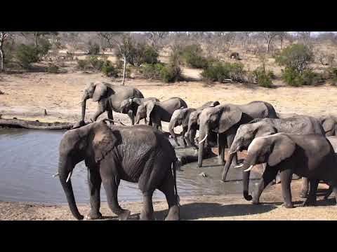 Djuma: Elephant breeding herd come for a sip and dip - 15:31 - 10/11/18