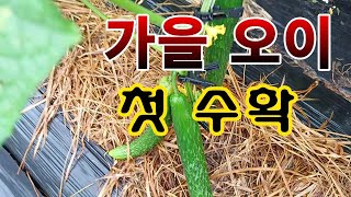 [텃밭농부. 1,227]  가을 오이 첫번째 수확. 그리고 줄 내리기 #오이재배 #가을오이