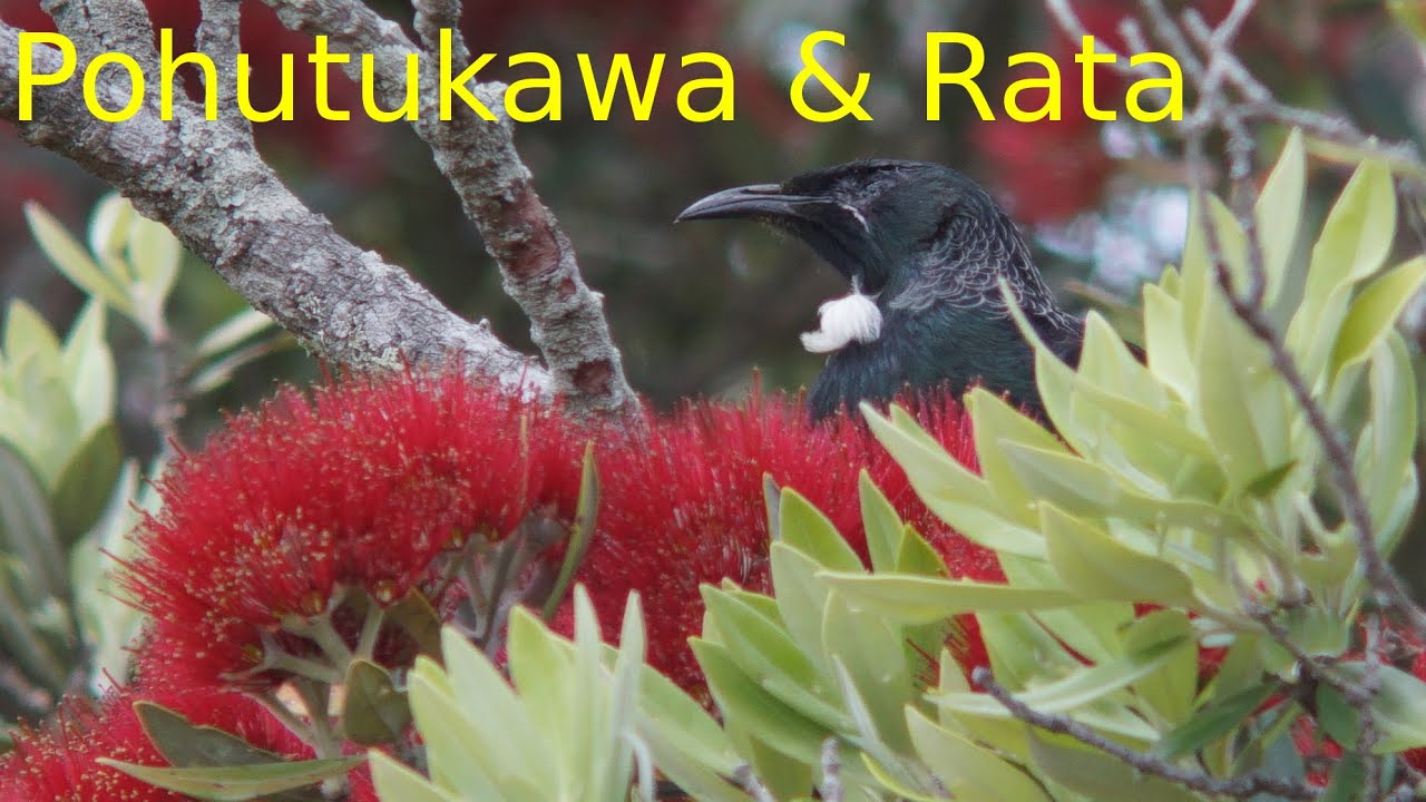 Where can you find a pohutukawa tree?