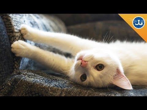 How to Stop Your Cats From Scratching Furniture