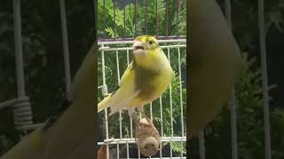 Download lagu burung kenari | kenari betina bersuara | kenari bernyanyi | canario canto | kanari mp3 Download lagu burung kenari | kenari betina bersuara | kenari bernyanyi | canario canto | kanari mp3