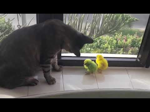 Tasha Mk - The funniest cat ever 2