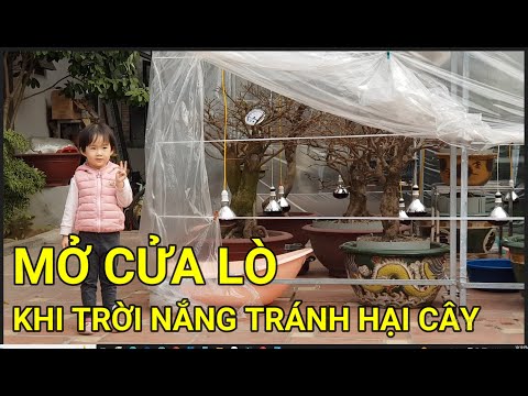 🔴 QBS22344 - TOO HEAT WARNING IN SUNNY WEATHER | STIMULATE YELLOW APRICOT BUDS TO BLOOM IN TIME F...