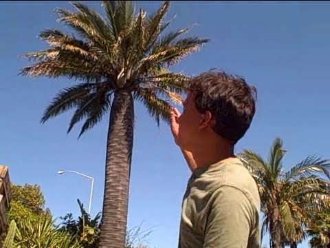 download lagu mp3 mp4 Coconut Yuzu Wine, download lagu Coconut Yuzu Wine gratis, unduh video klip Coconut Yuzu Wine