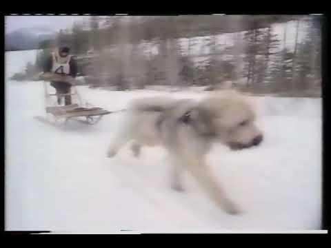 NBC Stone Fox Special (1987)