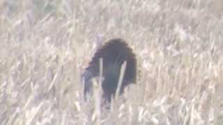preview picture of video 'Wild Turkey (Meleagris gallopavo)'
