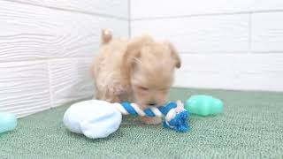 ハーフ犬の動画01