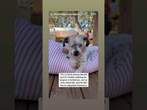 Can you help our rescue dogs⁉️🥺Link in our bio🫶 #amazon #rescuedog #chihuahua #shelter #florida