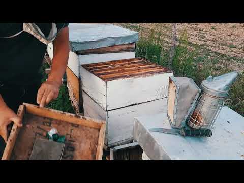 Bletët dhe kontrolli për  mjalt bletet bletët në vere 🐝