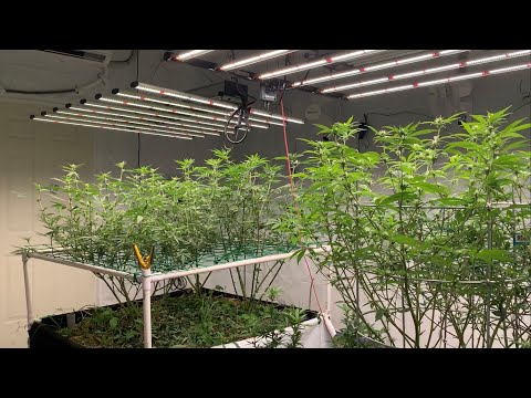 Medical Cannabis Grow Room Update: Day 17 under Spydrx in Buildasoil 3.0 Video