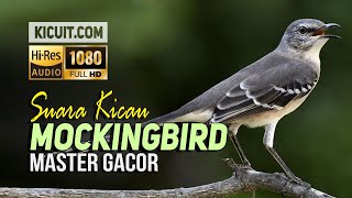 Download lagu Masteran Burung Kicau Mockingbird Gacor - Mockingbird Bird Sound mp3