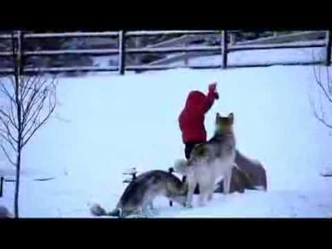 Mesha, the double rear leg amputee dog, and the Fish