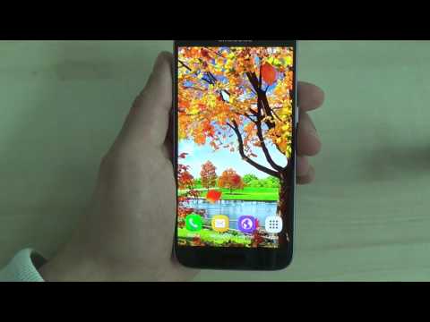 Autumn Pond Live Wallpaper Video