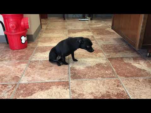 Dog came in with spinal injuries