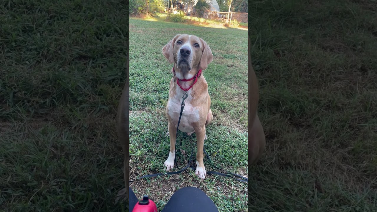 Enlarge Hammy - Fee Sponsored, a Adoptable mixed breed in Falls Church, VA video 2/6
