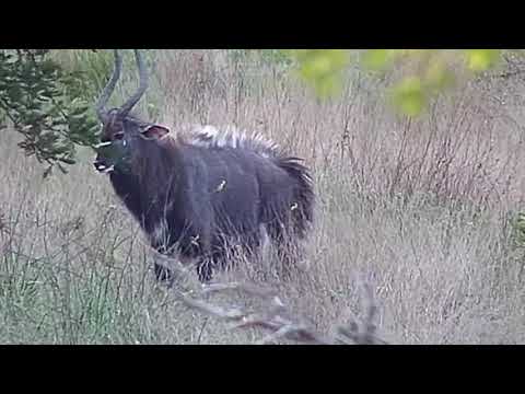 Nyala Bulls ritual dance at Djuma Waterhole. Nov 13 2020