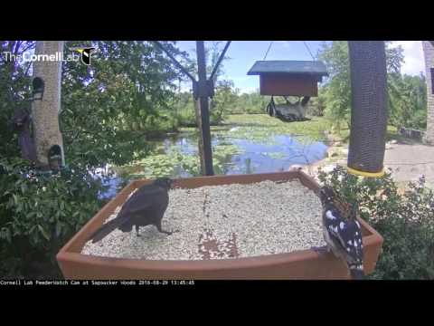 Juvie Red-breasted Grosbeak On The Patio - August 29, 2016
