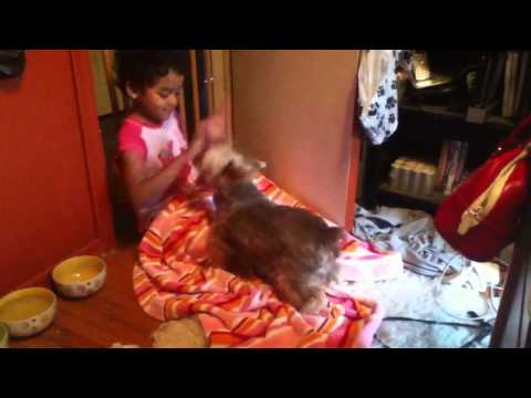 chocolate yorkie jobi and Bristy