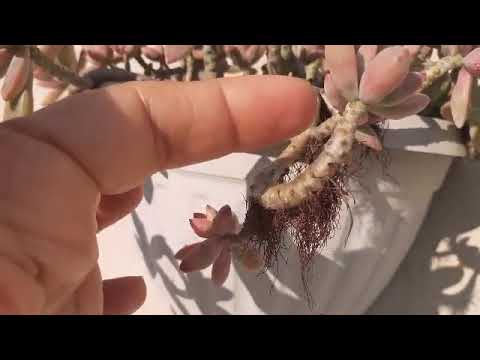 Suculentas Graptosedum Francesco Baldi