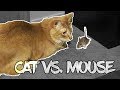 My Cat Can T Catch Mice