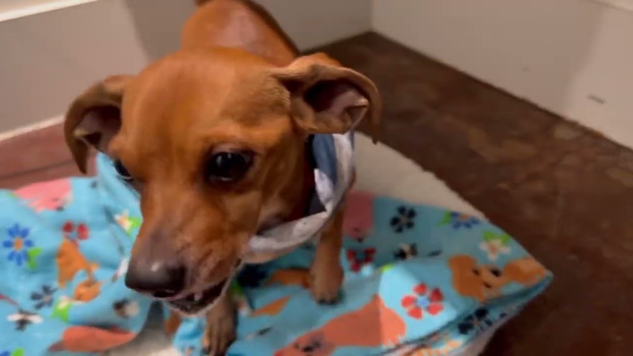 Freddy, a Adoptable mixed breed in San Antonio, TX video 6/6