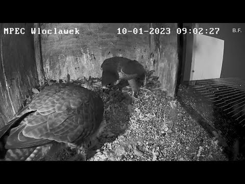 Zazamko wstawaj chodź pogadamy 10 01 2023 Włocławek sokoły wędrowne