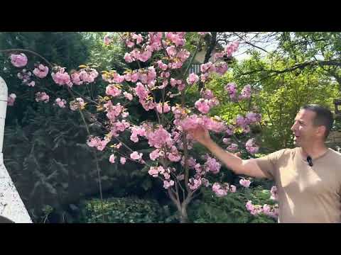 Ajánlott fák a kertbe. Kisméretű kerti díszfák+ virágos som