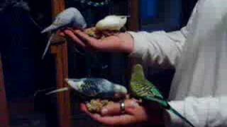 preview picture of video 'Tametraining with my budgies'