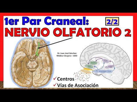 🥇 1er Par Craneal - NERVIO OLFATORIO (2 de 2). Centros Olfatorios, Vías de Asociación