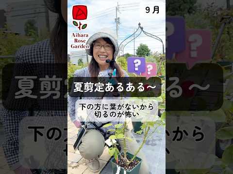 急速に成長する木は、ジュニパーから隠れるために葉を落とさない