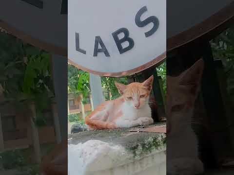 #cat #kitten #funny #cutecat ❤️🥰🥰