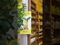 Lemon Store In The Heart Of Rome Limone Signora Gelateria Rome Travel Vlog Shop Yellow
