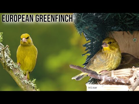 The European Greenfinch | Keeping & Breeding - Species Profile |