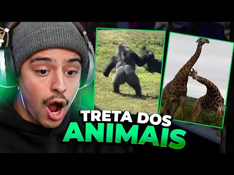 CORINGA REAGINDO AS MELHORES TRETAS DOS ANIMAIS