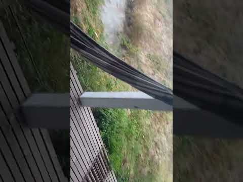 Começando a primeira granja em Pernambuco ibirajuba