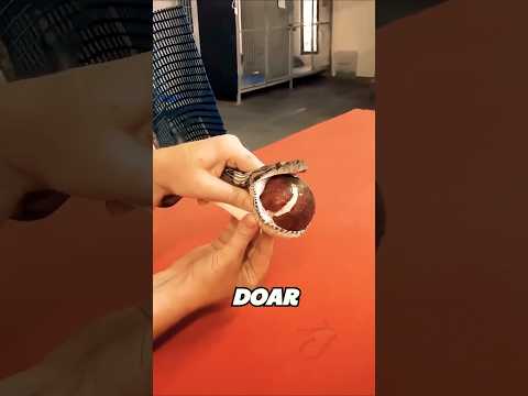 😳 Ce Avea Șarpele Blocată În Gât ?