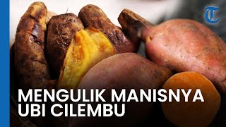 Mengulik Manisnya Ubi Cilembu, Hanya Manis jika Ditanam di Tanah Sumedang
