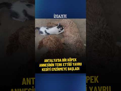 Antalya'da bir köpek, annesinin terk ettiği yavru kediyi emzirmeye başladı. #yavrukedi